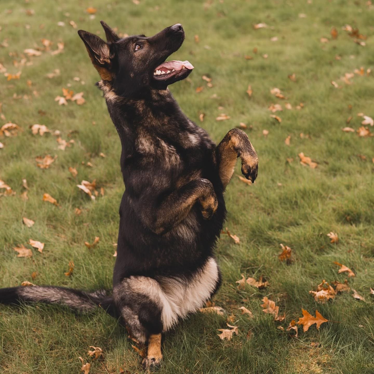 Dog training in action