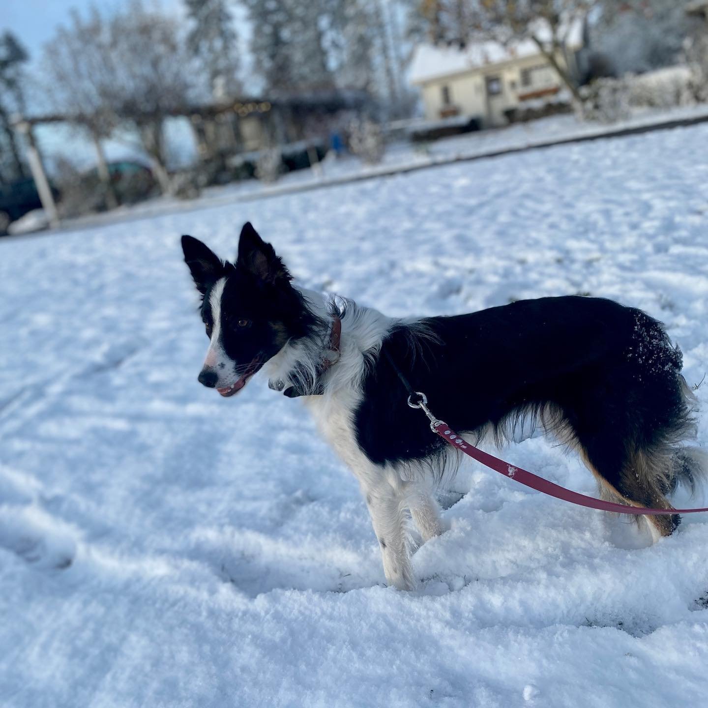 Dog training photo