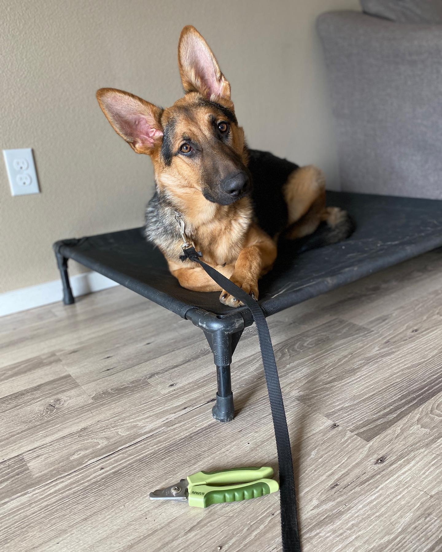 Dog training photo