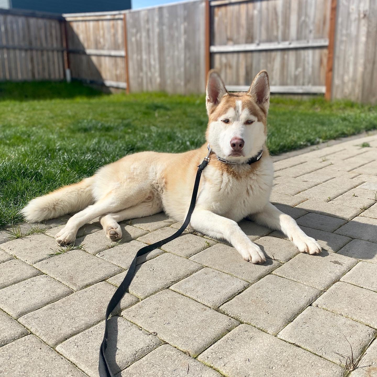 Dog training photo