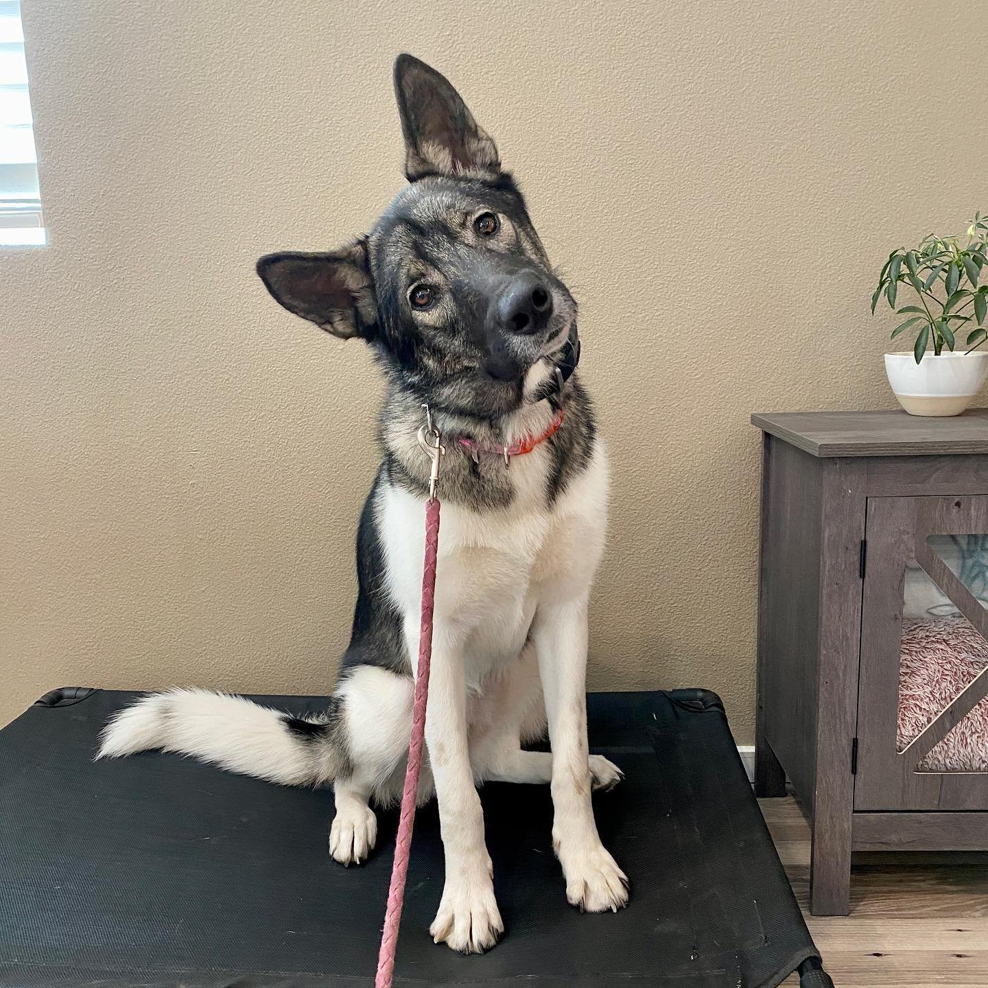 Dog training photo