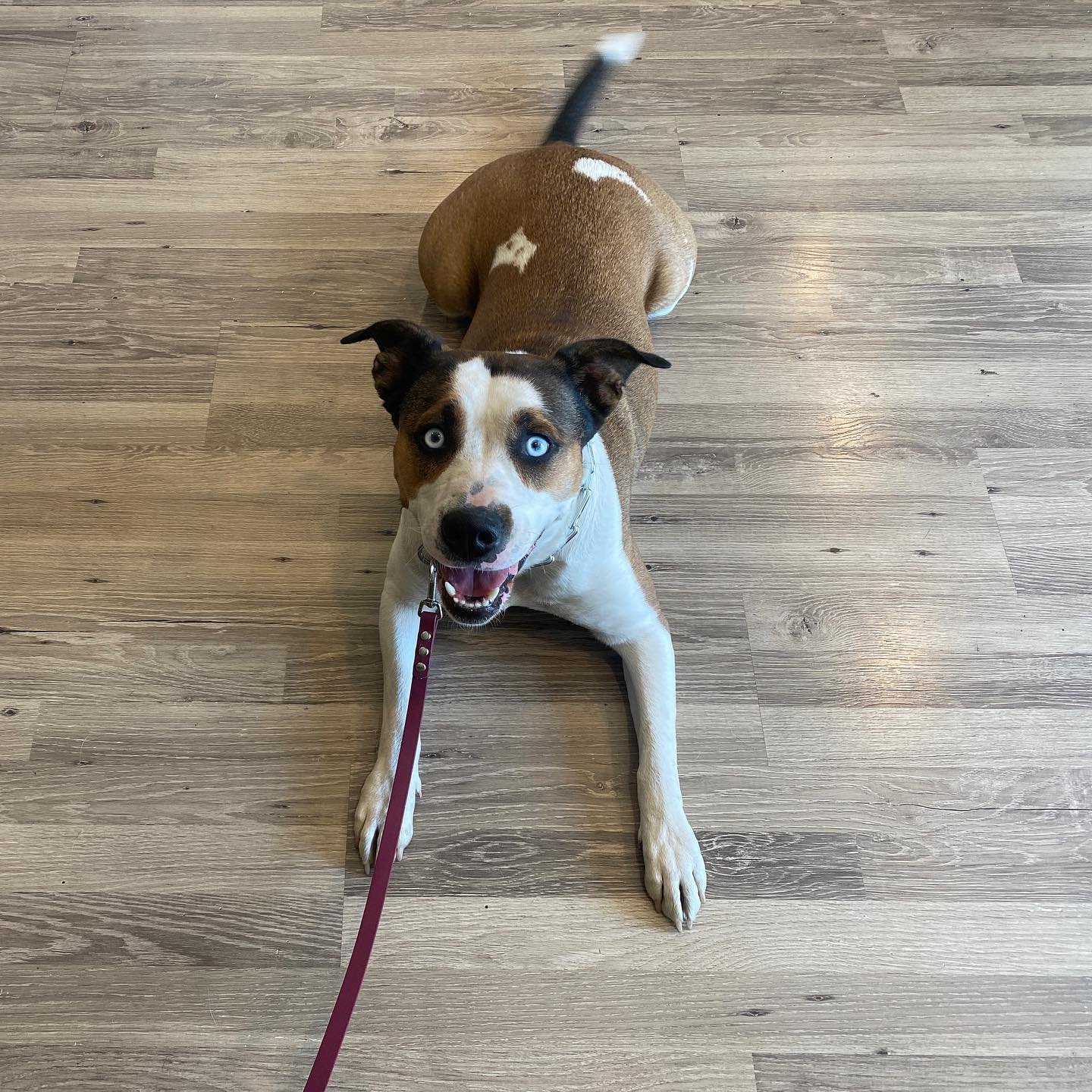 Dog training photo