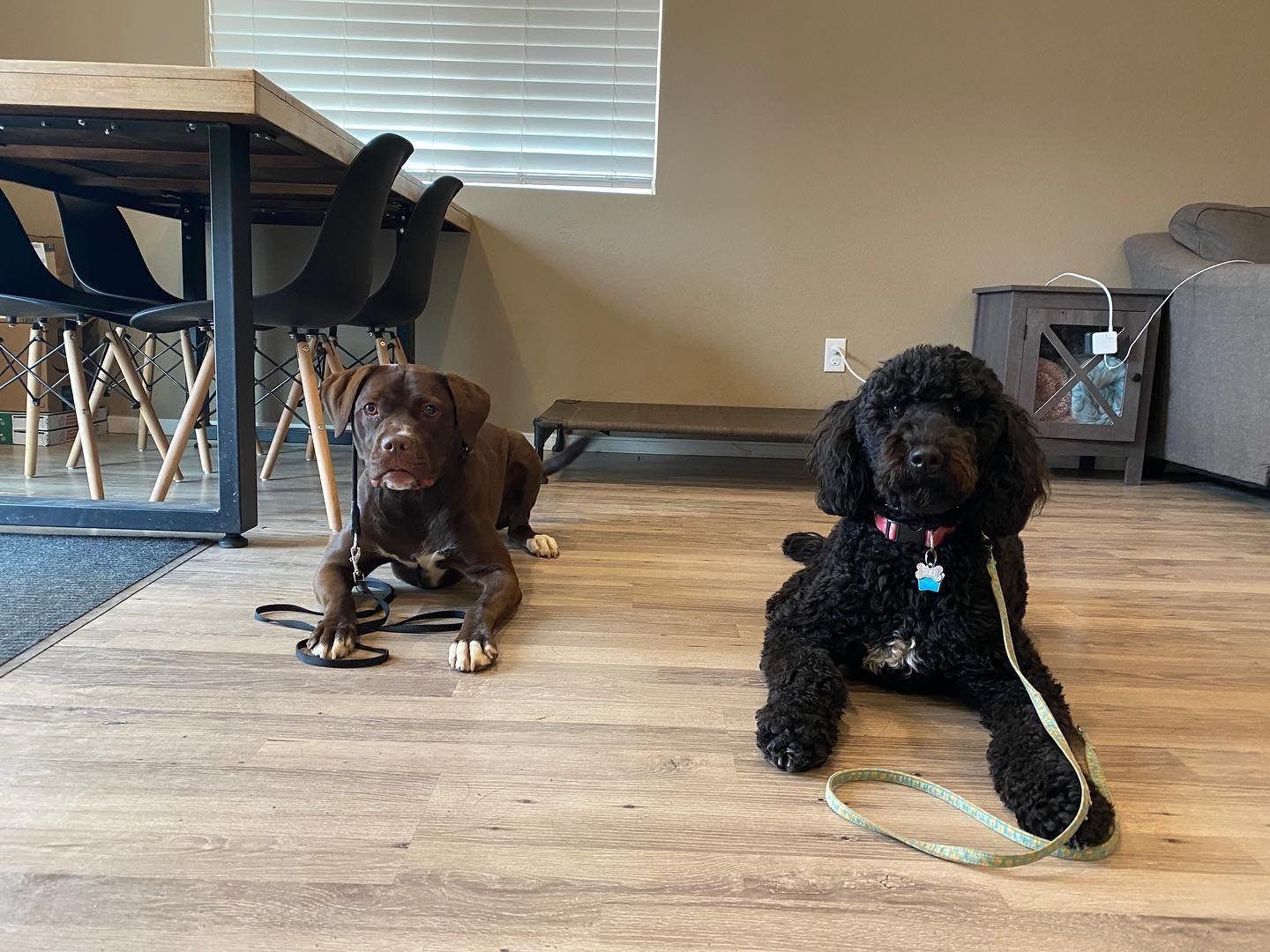 Dog training photo