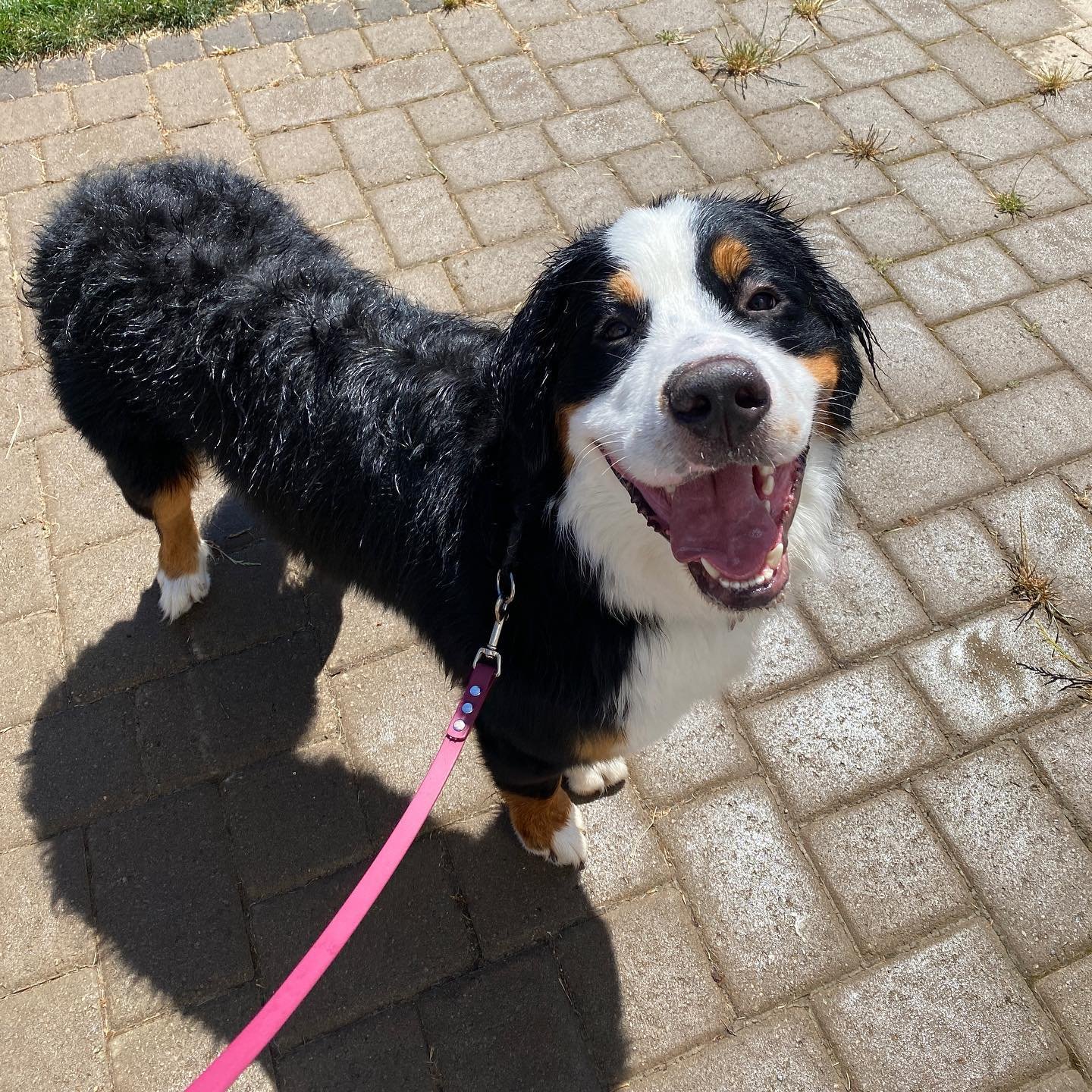 Dog training photo