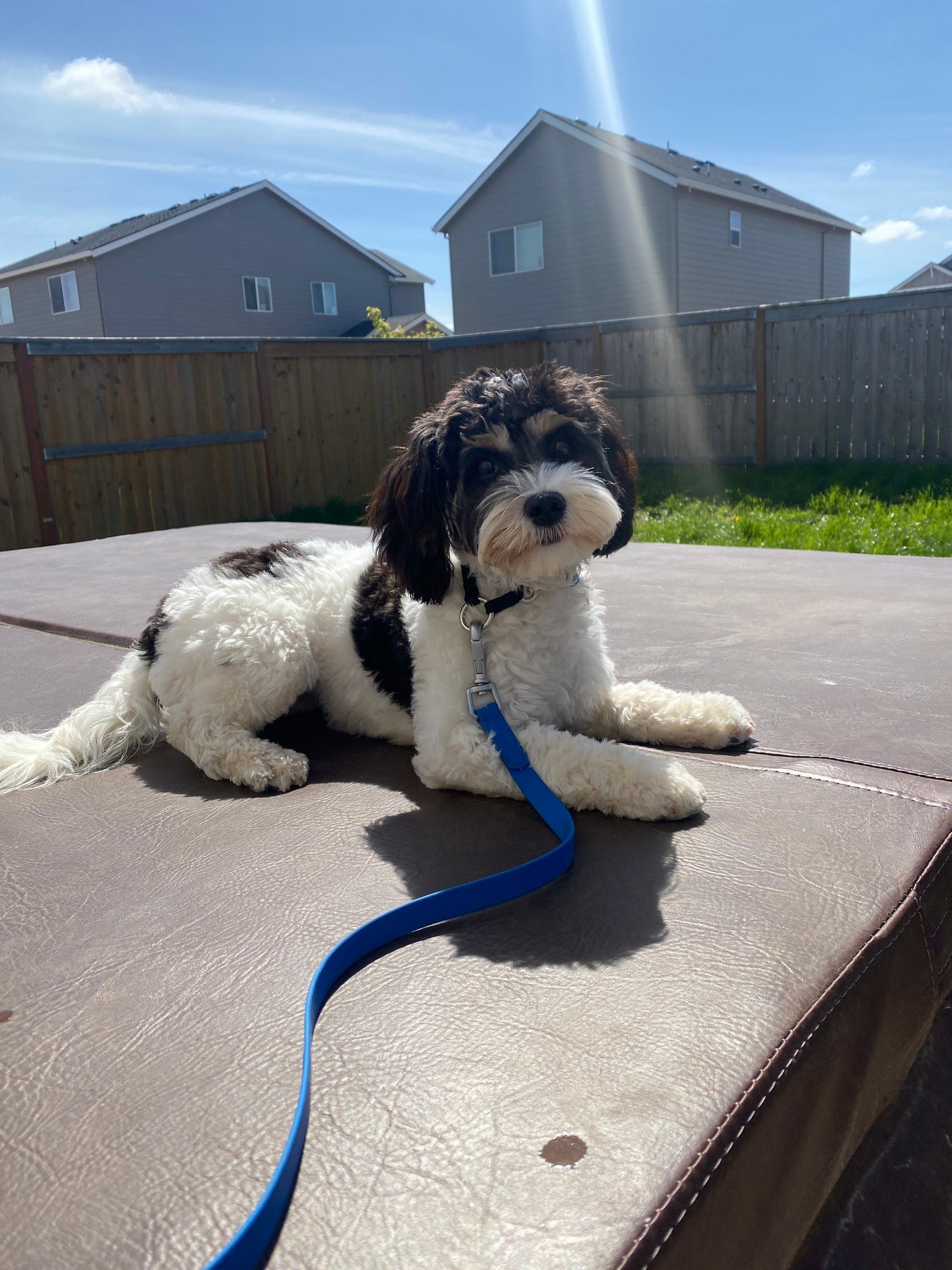 Dog training photo