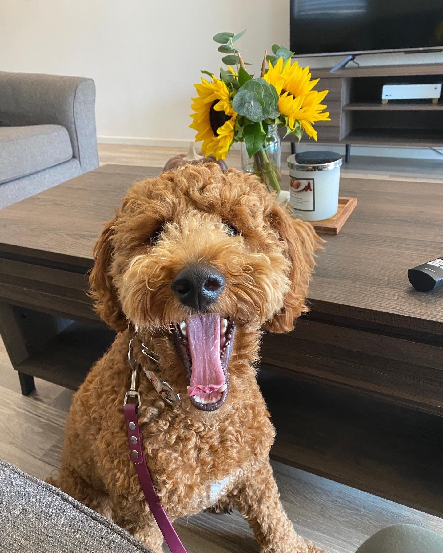 Dog training photo