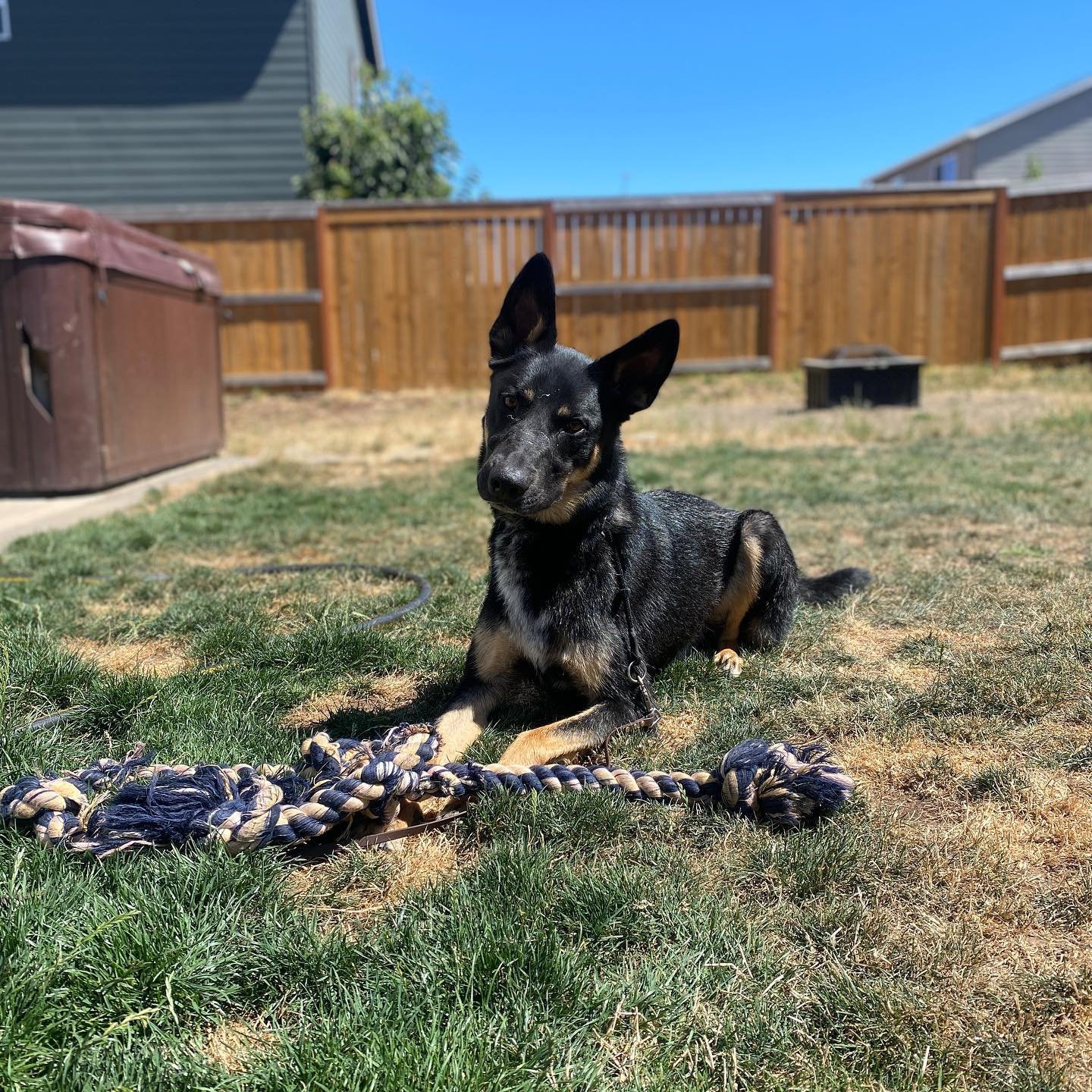 Dog training photo