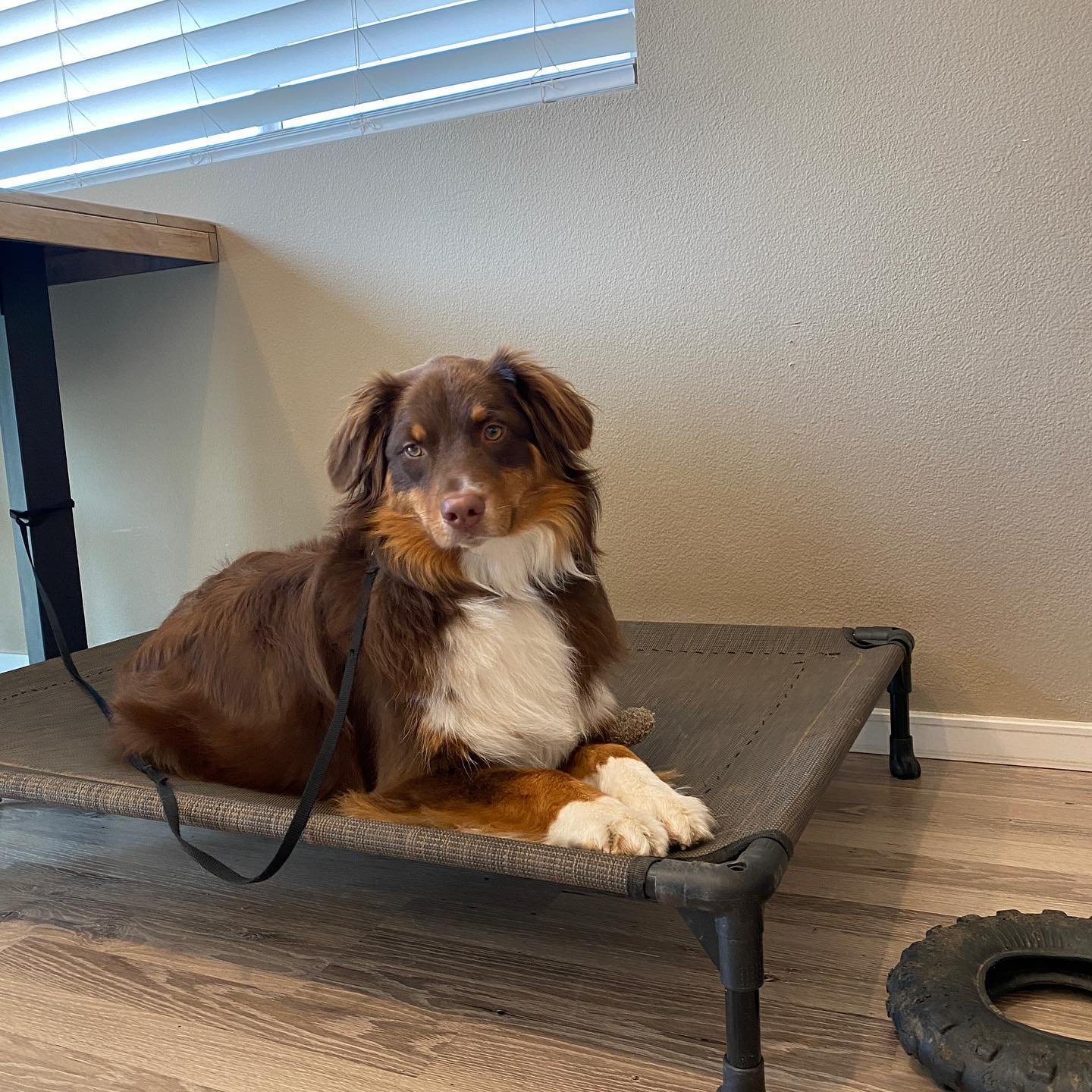 Dog training photo